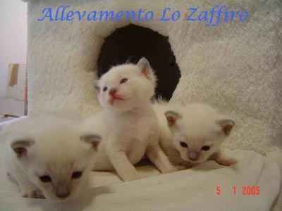 Naomi dello Zaffiro- Cucciolata 12/2004