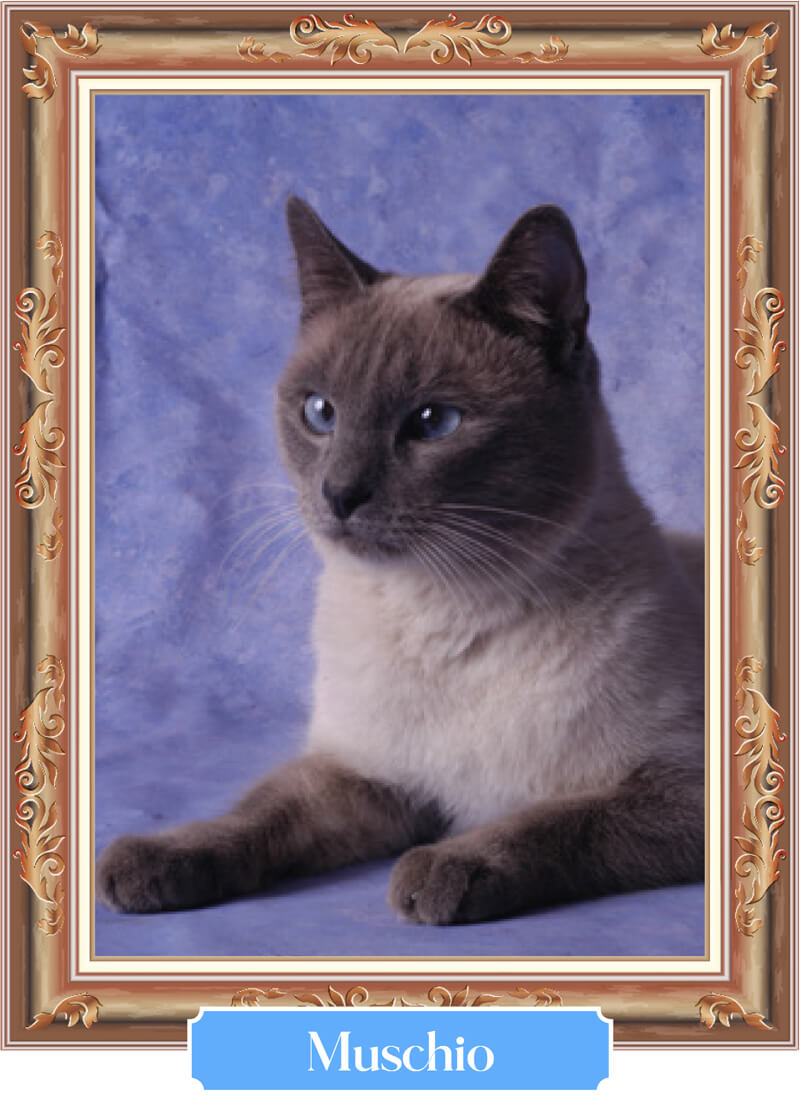 MUSCHIO