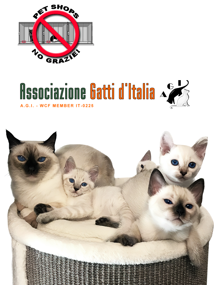 allevamento amatoriale lo zaffiro