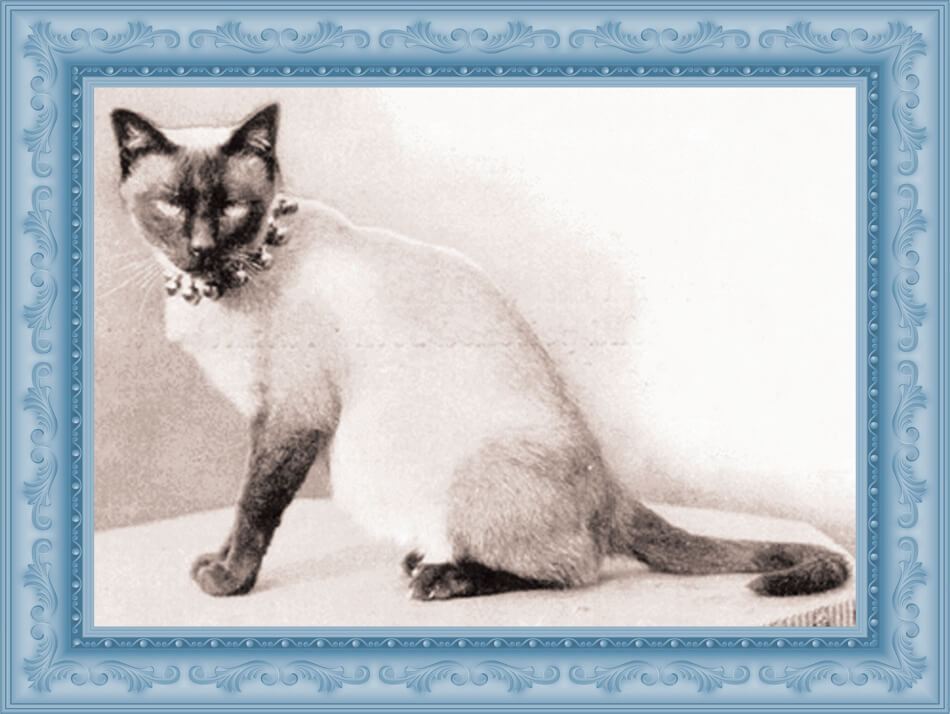 gatto siamese gatto siamese
