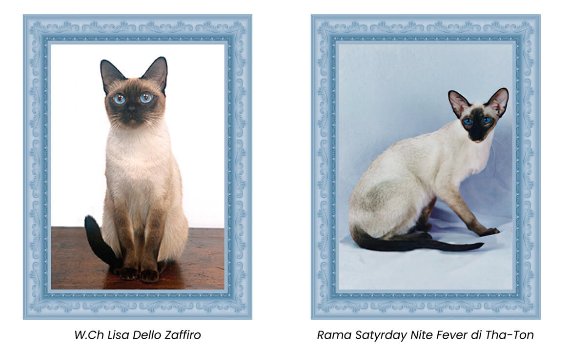 gatto thai origini gatto thai origini