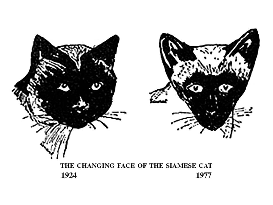 le origini siamese le origini siamese