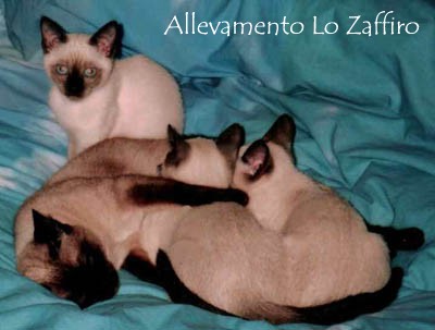 Cuccioli Seal Point con Lisa