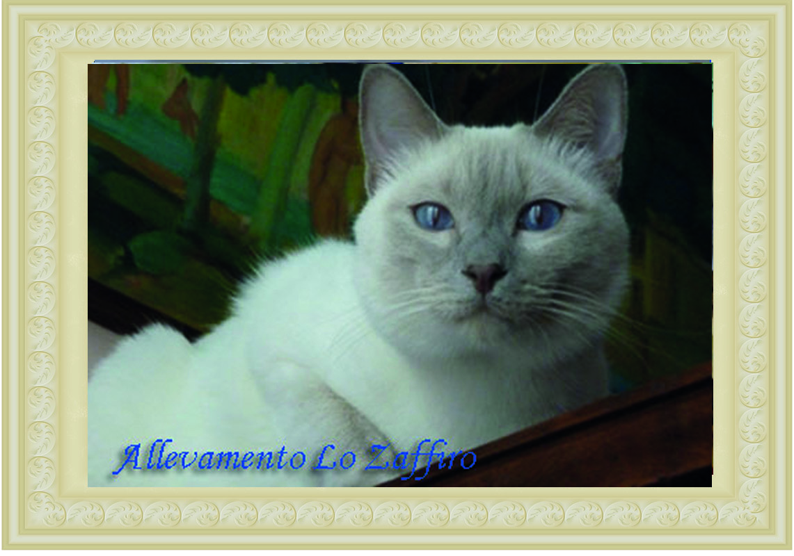 Baloo dello Zaffiro Baloo dello Zaffiro