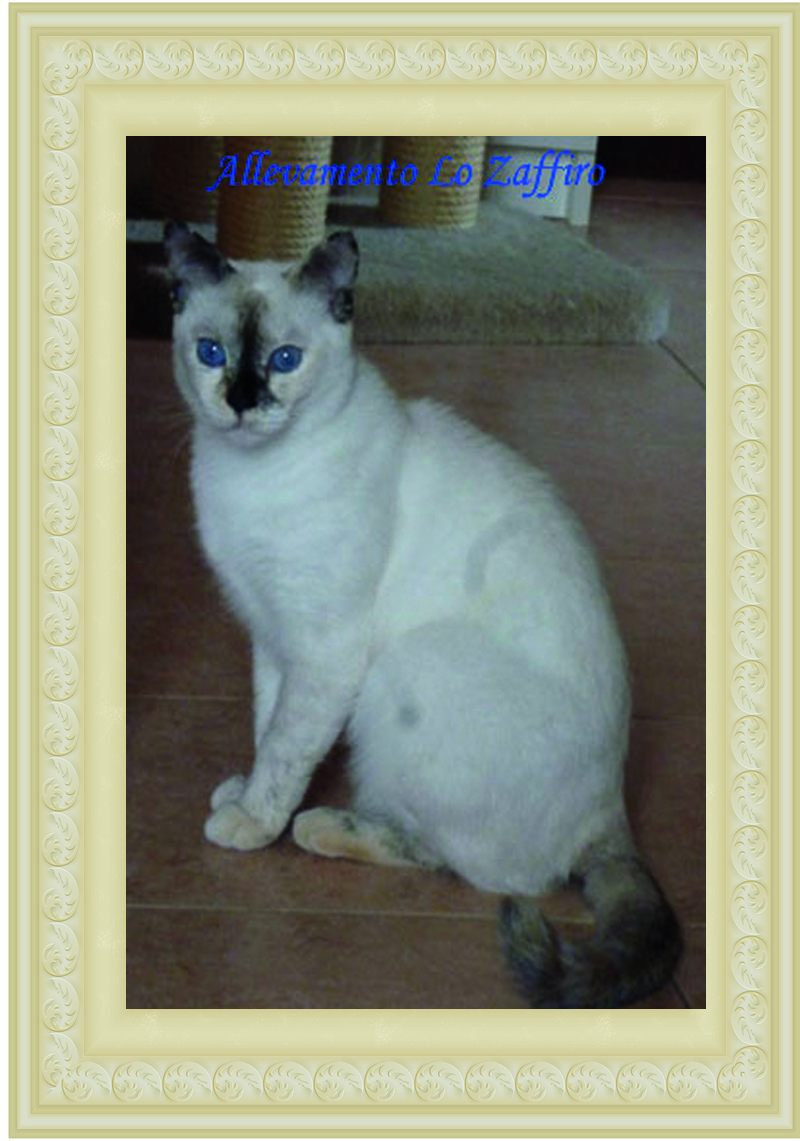 Ratatuia dello Zaffiro Ratatuia dello Zaffiro