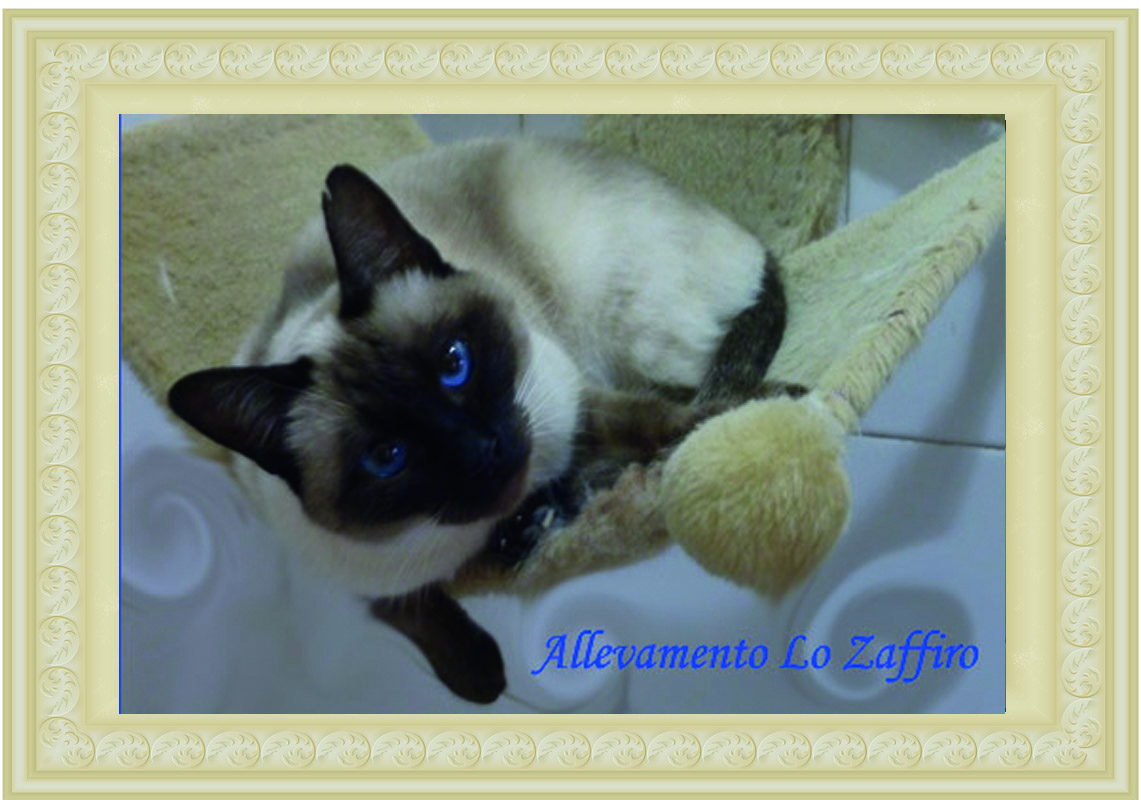 Taici – Puma Taici – Puma