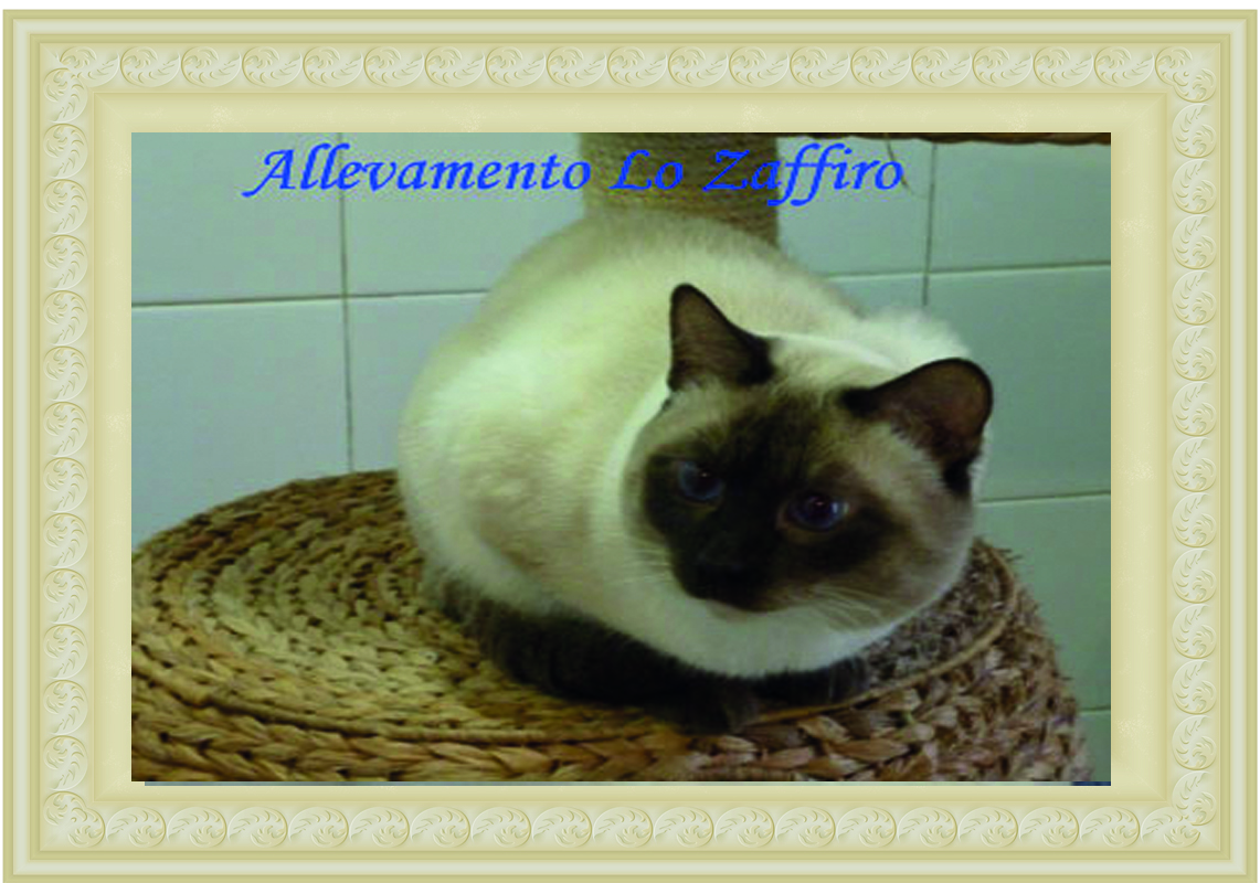 Marzipan Musipusi of Lo Zaffiro Marzipan Musipusi of Lo Zaffiro